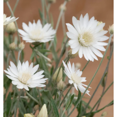 Насіння ксерантеум Суцпербіссіма білий (Zip-пакет 0,2г) опис, характеристики, відгуки