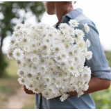 Насіння ксерантеум Суцпербіссіма білий (Zip-пакет 0,2г) опис, характеристики, відгуки