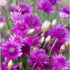 Насіння ксерантеум Суцпербіссіма пурпуровий (Zip-пакет 0,2г)