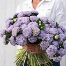 Насіння айстра Леді Коралл лавандова (Zip-пакет 20 насінин)