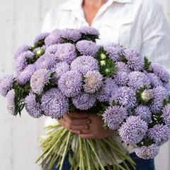 Семена астра Леди Коралл лавандовая (Zip-пакет 20 семян)