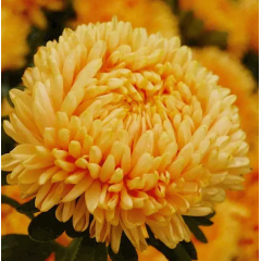 Насіння айстра Леді Коралл золотиста (Zip-пакет 20 насінин)