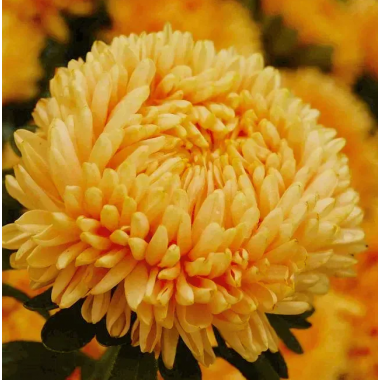 Насіння айстра Леді Коралл золотиста (Zip-пакет 20 насінин) опис, характеристики, відгуки