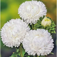 Насіння айстра Леді Коралл біла (Zip-пакет 20 насінин)