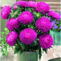 Насіння айстра Леді Коралл тем-рожева (Zip-пакет 20 насінин)