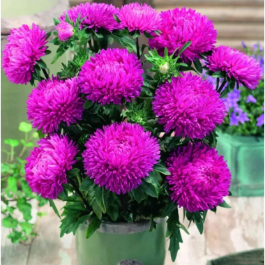 Насіння айстра Леді Коралл тем-рожева (Zip-пакет 20 насінин) опис, характеристики, відгуки