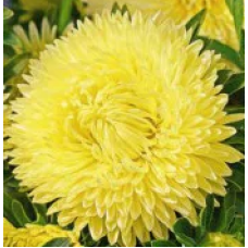 Насіння айстра Леді Коралл жовта (Zip-пакет 20 насінин)