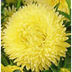 Насіння айстра Леді Коралл жовта (Zip-пакет 20 насінин)