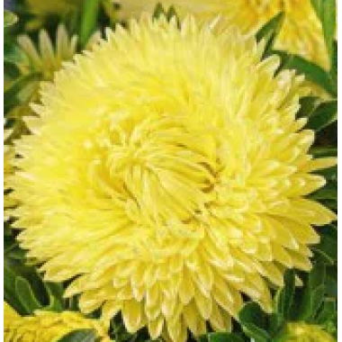 Семена астра Леди Коралл желтая (Zip-пакет 20 семян) описание, отзывы, характеристики