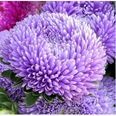 Насіння айстра Хризантелла Бузковий туман (Zip-пакет 0,05г) Насіння айстра Хризантелла Бузковий туман (Zip-пакет 0,05г)