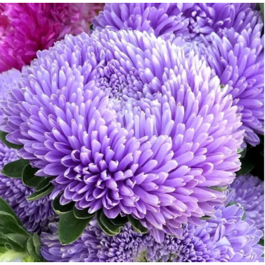 Насіння айстра Хризантелла Бузковий туман (Zip-пакет 0,05г) опис, характеристики, відгуки Насіння айстра Хризантелла Бузковий туман (Zip-пакет 0,05г) опис, характеристики, відгуки