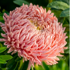 Насіння айстра Хризантелла Живий корал (коралова) (Zip-пакет 0,05г)