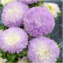 Насіння айстра Хризантелла Зимовий погляд (Zip-пакет 0,05г) Насіння айстра Хризантелла Зимовий погляд (Zip-пакет 0,05г)