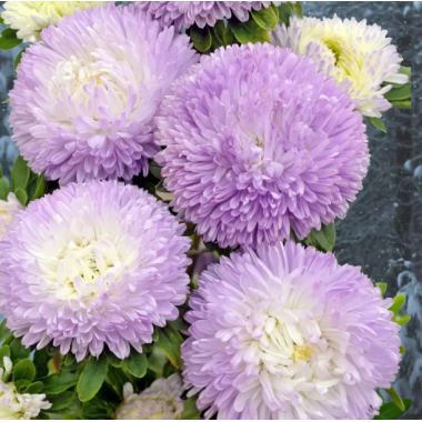 Семена астра Хризантелла Зимний взгляд (Zip-пакет 0,05г) описание, отзывы, характеристики