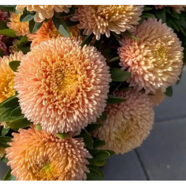 Насіння айстра Хризантелла Золота осінь (помаранчево-рожева) (Zip-пакет 0,05г) опис, характеристики, відгуки Насіння айстра Хризантелла Золота осінь (помаранчево-рожева) (Zip-пакет 0,05г) опис, характеристики, відгуки