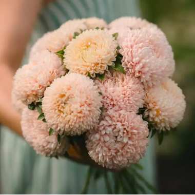 Насіння айстра Хризантелла Квітка лотоса (персикова) (Zip-пакет 0,05г) опис, характеристики, відгуки Насіння айстра Хризантелла Квітка лотоса (персикова) (Zip-пакет 0,05г) опис, характеристики, відгуки