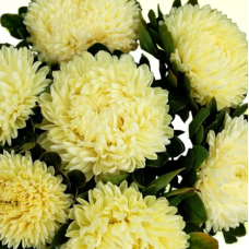 Насіння айстра Хризантелла Лімончелло (лимонна) (Zip-пакет 0,05г)