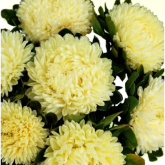 Насіння айстра Хризантелла Лімончелло (лимонна) (Zip-пакет 0,05г) Насіння айстра Хризантелла Лімончелло (лимонна) (Zip-пакет 0,05г)