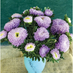 Насіння айстра Хризантелла Місячний камінь (Zip-пакет 0,05г) Насіння айстра Хризантелла Місячний камінь (Zip-пакет 0,05г)
