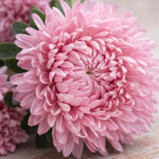 Насіння айстра Хризантелла Ніжне кохання (світло-рожева) (Zip-пакет 0,05г)