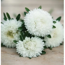 Насіння айстра Хризантелла Привид опери (біла) (Zip-пакет 0,05г)