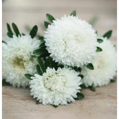 Насіння айстра Хризантелла Привид опери (біла) (Zip-пакет 0,05г) Насіння айстра Хризантелла Привид опери (біла) (Zip-пакет 0,05г)