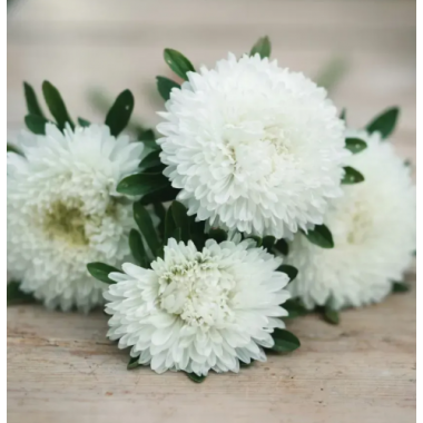 Насіння айстра Хризантелла Привид опери (біла) (Zip-пакет 0,05г) опис, характеристики, відгуки