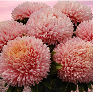 Насіння айстра Хризантелла Рожевий перламутр (пінк) (Zip-пакет 0,05г) опис, характеристики, відгуки Насіння айстра Хризантелла Рожевий перламутр (пінк) (Zip-пакет 0,05г) опис, характеристики, відгуки