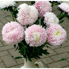 Насіння айстра Хризантелла Сакура (біло-рожева) (Zip-пакет 0,05г)