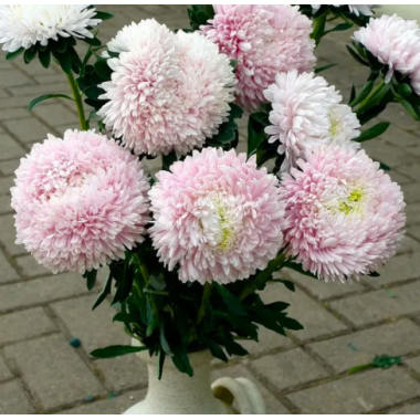 Насіння айстра Хризантелла Сакура (біло-рожева) (Zip-пакет 0,05г) опис, характеристики, відгуки