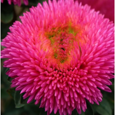 Насіння айстра Хризантелла Серце дракона (кармінова) (Zip-пакет 0,05г)