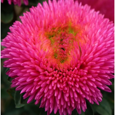 Насіння айстра Хризантелла Серце дракона (кармінова) (Zip-пакет 0,05г) опис, характеристики, відгуки