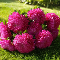 Насіння айстра Хризантелла Тропікана (темно-рожева) (Zip-пакет 0,05г)