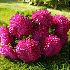 Насіння айстра Хризантелла Тропікана (темно-рожева) (Zip-пакет 0,05г) Насіння айстра Хризантелла Тропікана (темно-рожева) (Zip-пакет 0,05г)