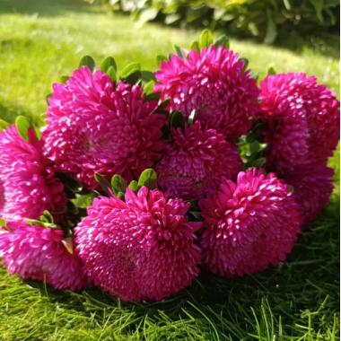 Насіння айстра Хризантелла Тропікана (темно-рожева) (Zip-пакет 0,05г) опис, характеристики, відгуки