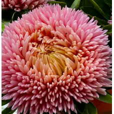 Насіння айстра Хризантелла Фламінго (Zip-пакет 0,05г)