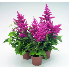 Семена астильба Арендса Астари малиновая (Zip-пакет 5 сем. драж.)