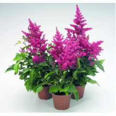 Семена астильба Арендса Астари малиновая (Zip-пакет 5 сем. драж.)