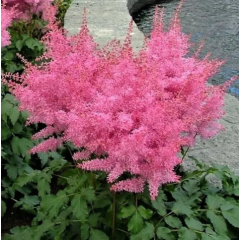 Семена астильба Арендса Астари розовая (Zip-пакет 5 сем. драж.)
