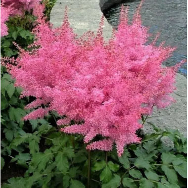 Семена астильба Арендса Астари розовая (Zip-пакет 5 сем. драж.) описание, отзывы, характеристики