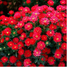 Насіння айстра Трубадур скарлет (Zip-пакет 20 насінин)