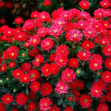 Насіння айстра Трубадур скарлет (Zip-пакет 20 насінин) опис, характеристики, відгуки