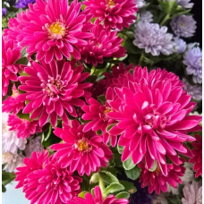 Насіння айстра Трубадур темно-рожева (Zip-пакет 20 насінин)