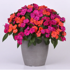 Семена бальзамин новогвинейский Соларскейп F1 смесь (Zip-пакет 5 сем.)