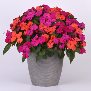 Семена бальзамин новогвинейский Соларскейп F1 смесь (Zip-пакет 5 сем.) описание, отзывы, характеристики