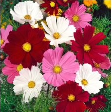 Семена космея Вега смесь (0,5г)