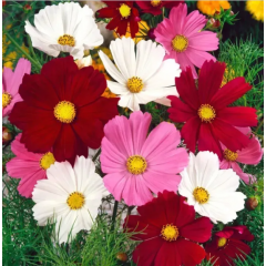 Насіння космея Вега суміш (0,5г)