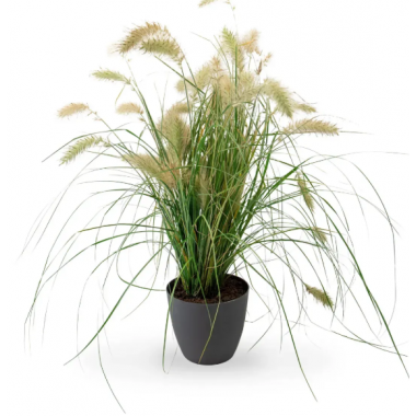 Семена перистощетинник (пеннисетум) мохнатый Флуффи (Zip-пакет 10 сем.) описание, отзывы, характеристики Семена перистощетинник (пеннисетум) мохнатый Флуффи (Zip-пакет 10 сем.) описание, отзывы, характеристики