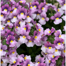 Семена Немезия зобовидная Претти Плиз F1 rose bicolor (Zip-пакет 5 сем.)