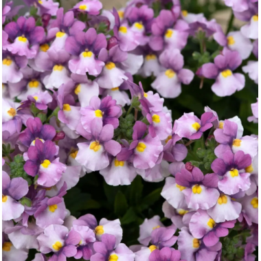 Насіння Немезія зобовидна Претті Пліз F1 rose bicolor (Zip-пакет 5 нас.) опис, характеристики, відгуки